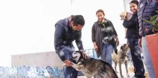 Corregidora arranca la segunda etapa de la campaña gratuita “Esteriliza y Protege”