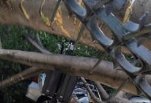 Caída de árbol en la Alameda Hidalgo deja un muerto, dos lesionadas y seis vehículos afectados
