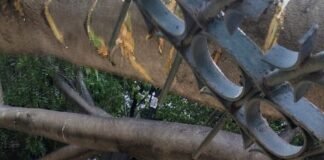 Caída de árbol en la Alameda Hidalgo deja un muerto, dos lesionadas y seis vehículos afectados