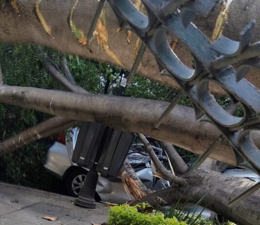 Caída de árbol en la Alameda Hidalgo deja un muerto, dos lesionadas y seis vehículos afectados