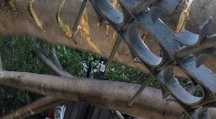 Caída de árbol en la Alameda Hidalgo deja un muerto, dos lesionadas y seis vehículos afectados