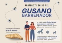 Continúa SESA vigilancia epidemiológica ante casos de miasis humana por gusano barrenador