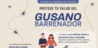 Continúa SESA vigilancia epidemiológica ante casos de miasis humana por gusano barrenador