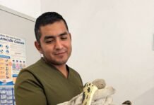 Rescatan cuatro ejemplares de fauna silvestre en El Marqués